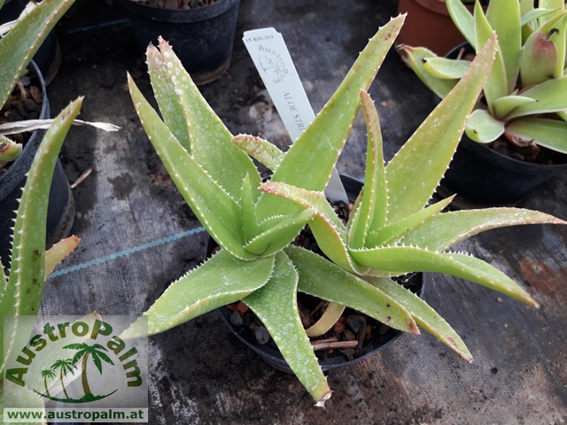Aloe striata dm10/15cm - BIO